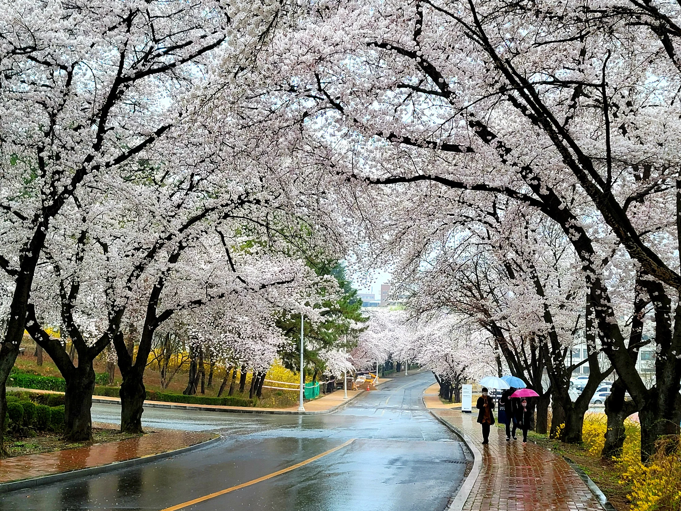 경산시 조영동 영남대학교 왕벚나무 길