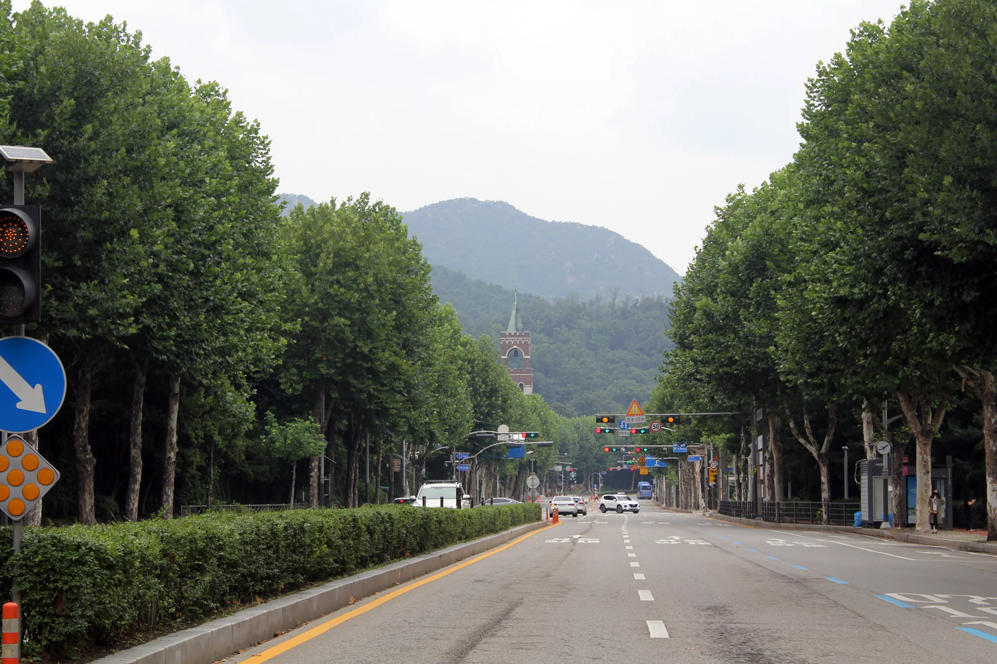 과천시 별양동 양버즘나무 길