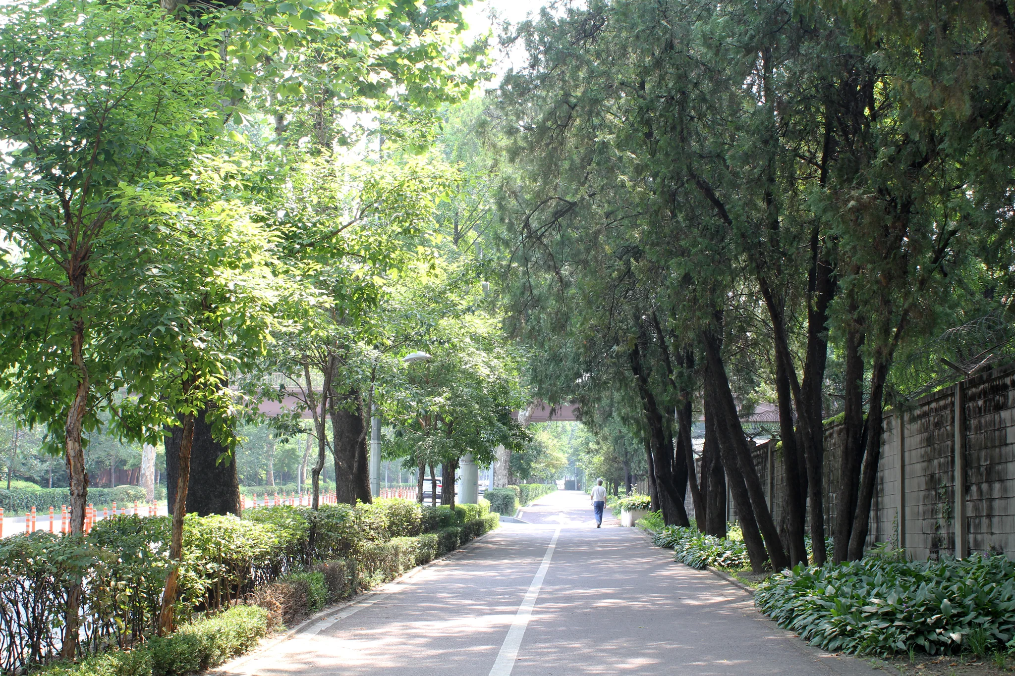 용산구 용산동 양버즘나무 길