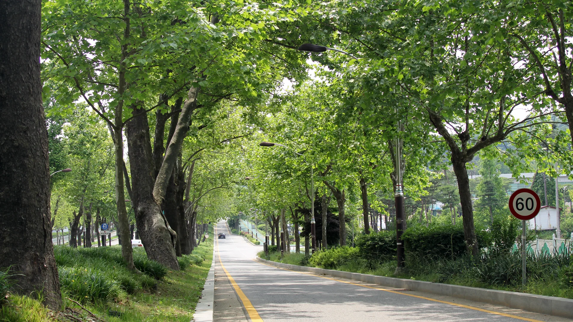 청주시 흥덕구 양버즘나무 길