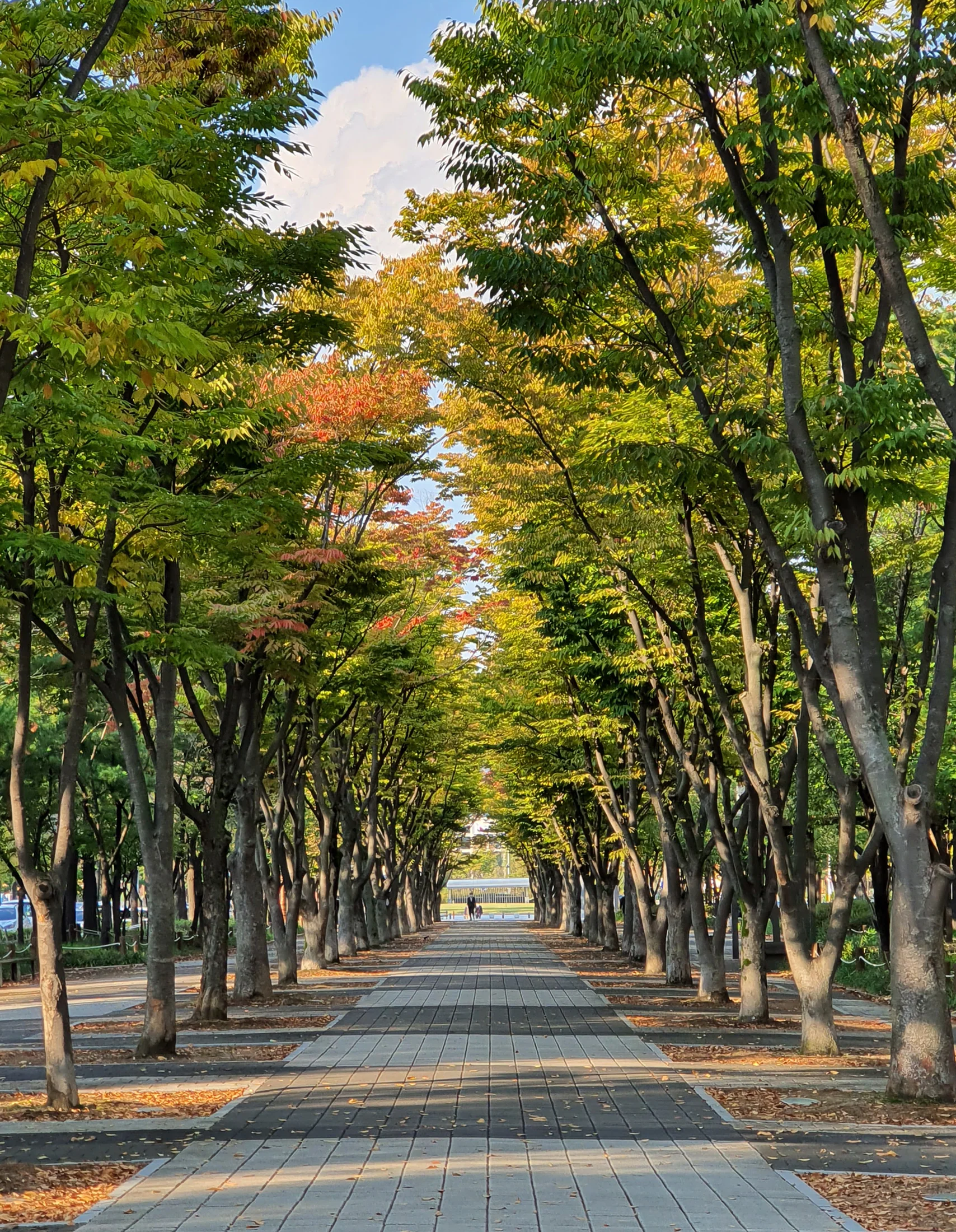 서구 둔산동 보라매공원 길