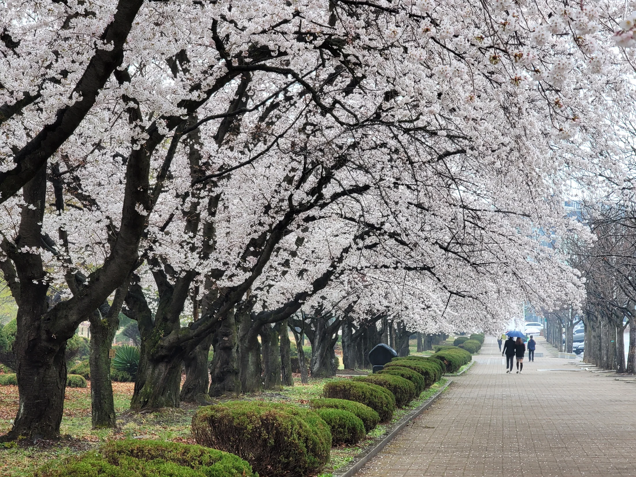 경산시 조영동 영남대학교 왕벚나무 길