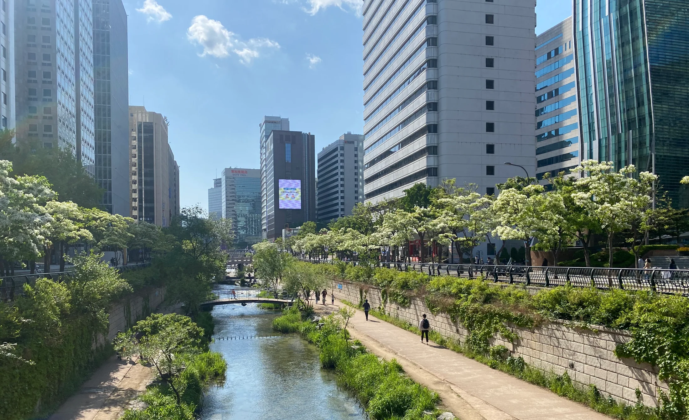 종로구 관철동 청계천 이팝나무 길